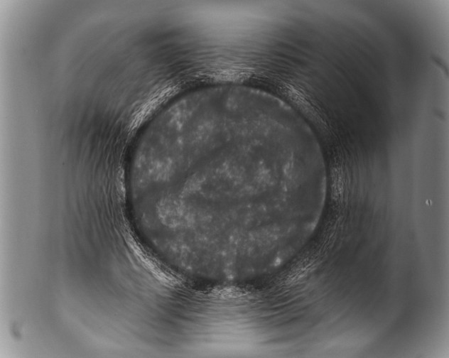 X0000100340634200806261328