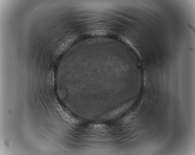 X0000100340637200806261328