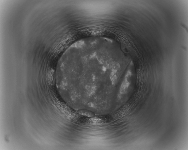 X0000100340650200806261328