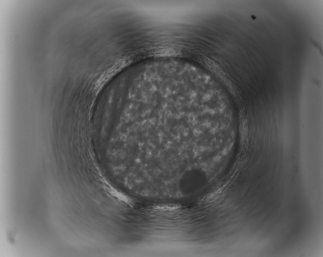 X0000100340721200806261326