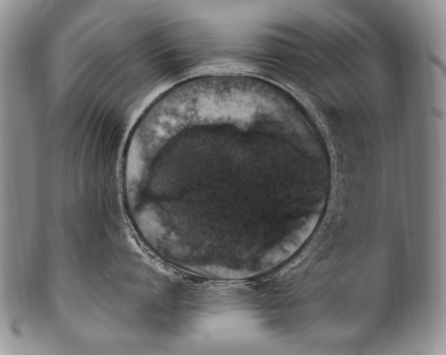 X0000100340864200806261325