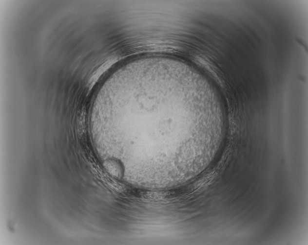 X0000100340875200806261324