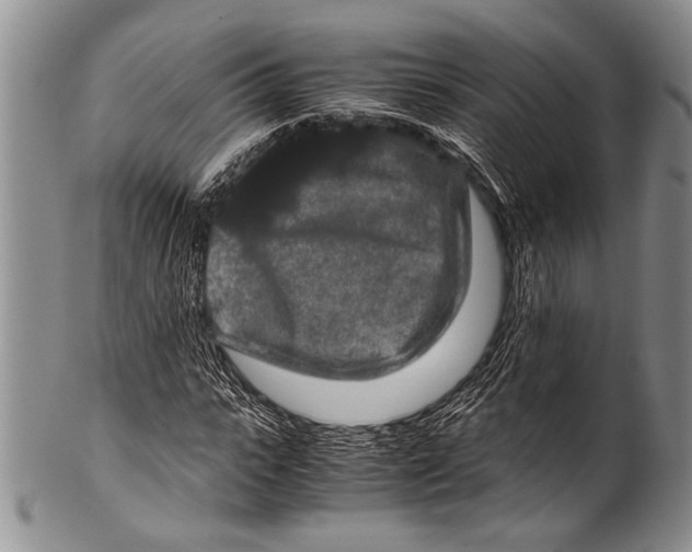 X0000100340919200806261323