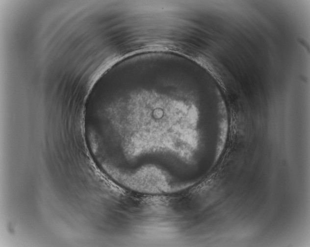 X0000100340950200806261323