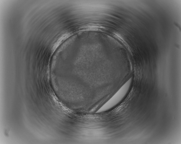 X0000100340994200806261322