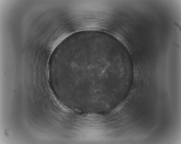 X0000100341077200806261321