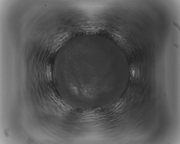 X0000100341252200806261318