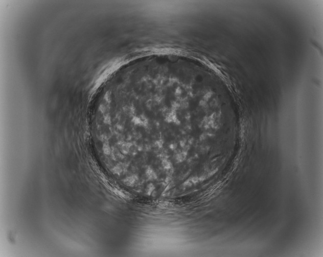 X0000100341263200806261318