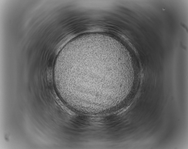 X0000100341417200806261316