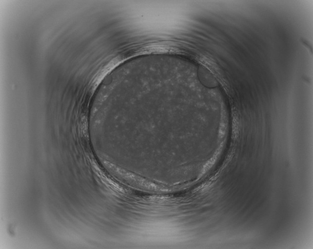 X0000100341465200806261315