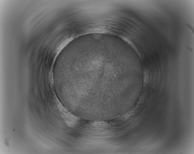 X0000100341466200806261315