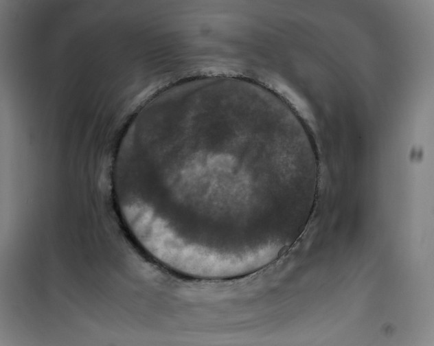 X0000100340009200807031309