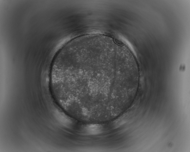 X0000100340059200807031308