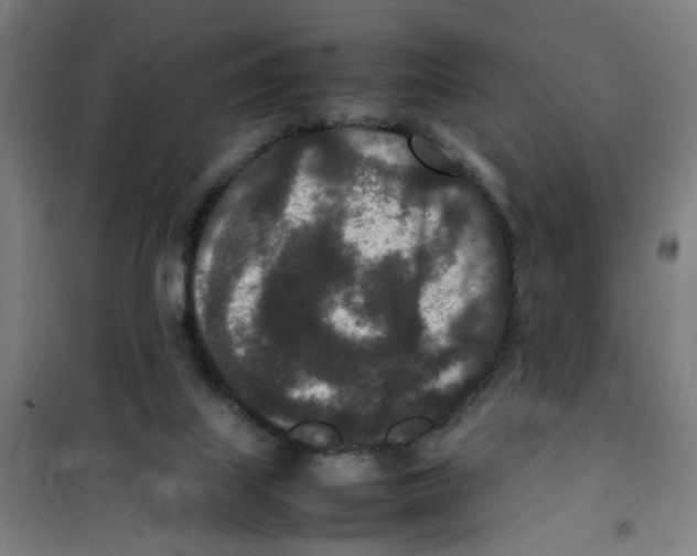 X0000100340067200807031308