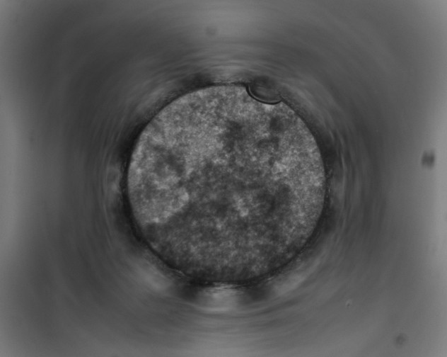 X0000100340219200807031306