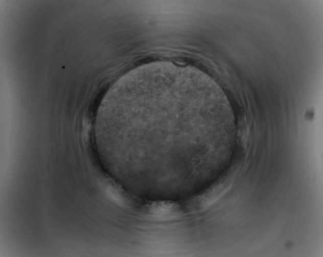 X0000100340235200807031306