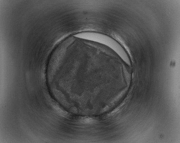 X0000100340249200807031305