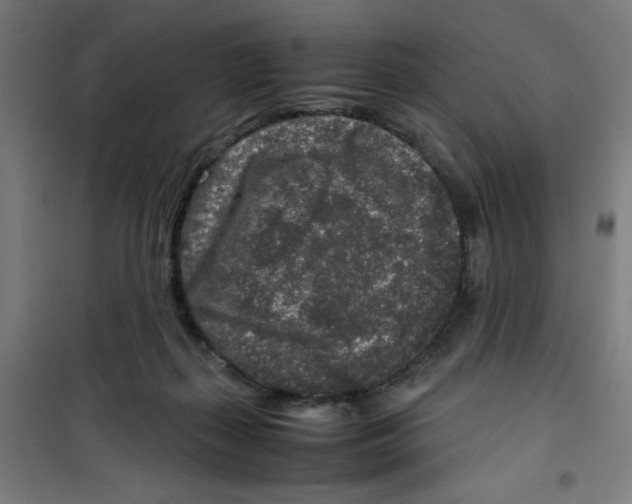 X0000100340267200807031305