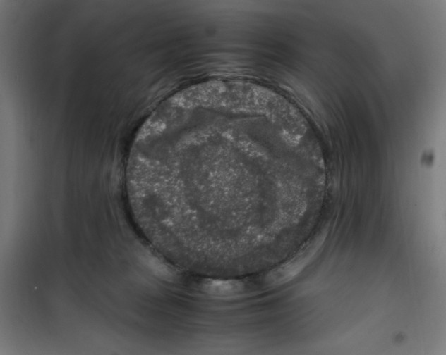 X0000100340277200807031305