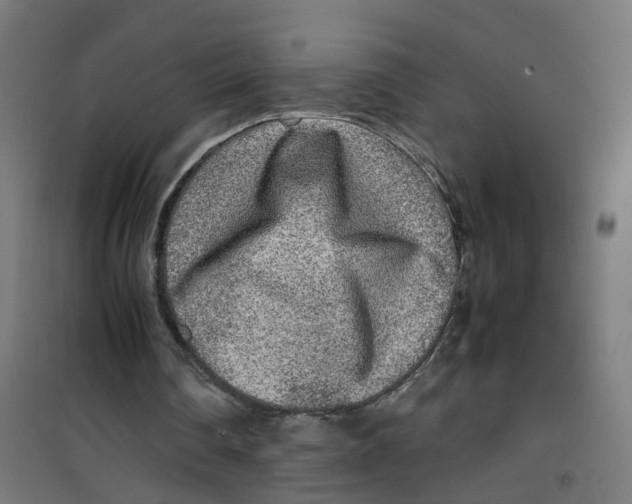 X0000100340290200807031305