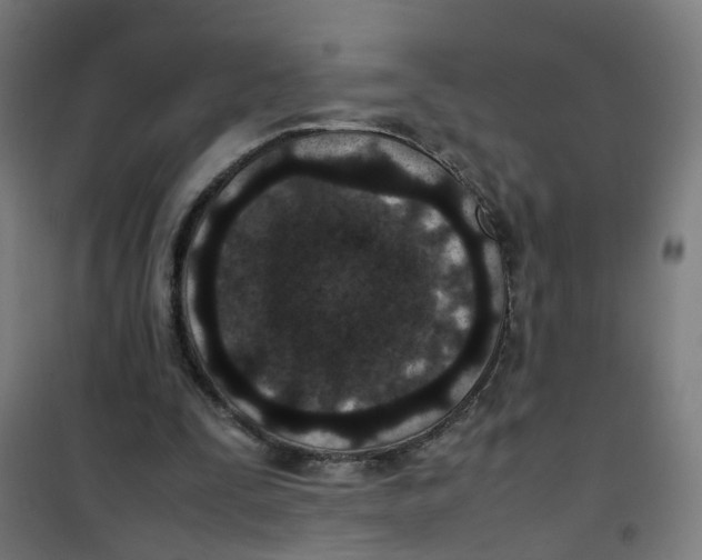 X0000100340295200807031305