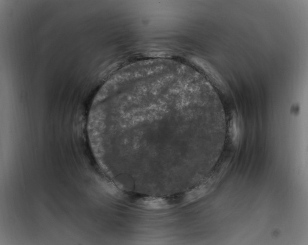 X0000100340322200807031304