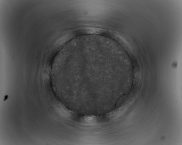 X0000100340325200807031304