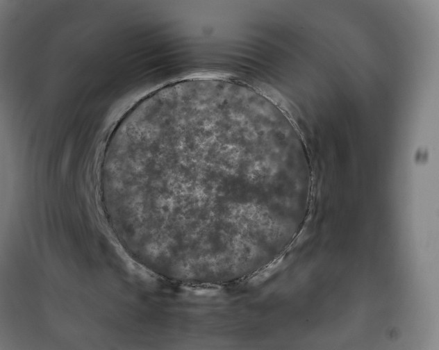 X0000100340337200807031303