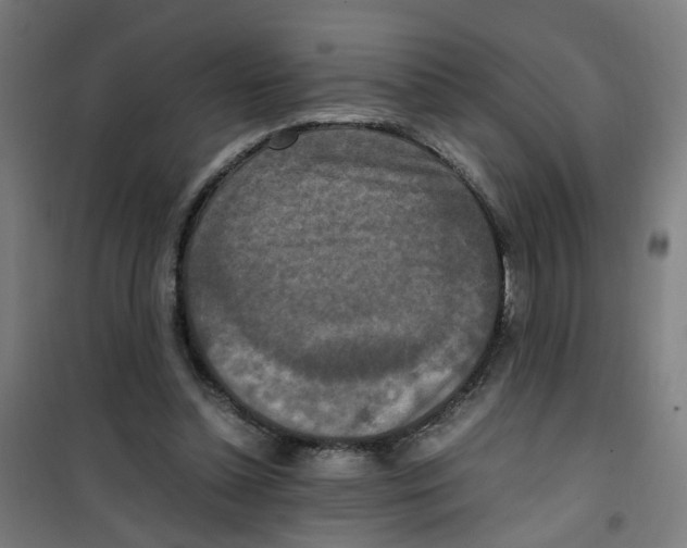 X0000100340348200807031304