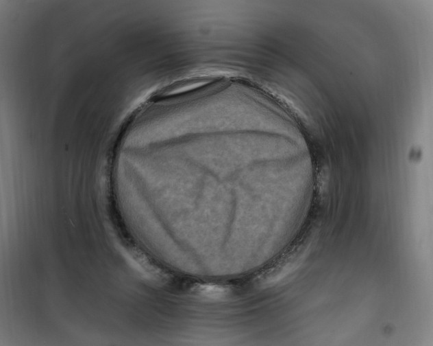 X0000100340352200807031304