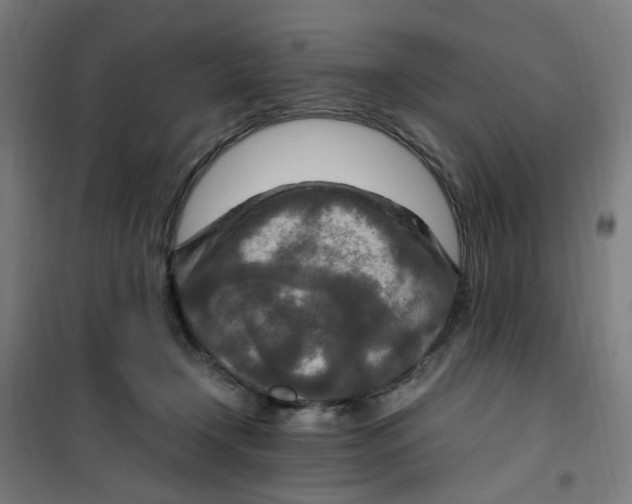 X0000100340366200807031304