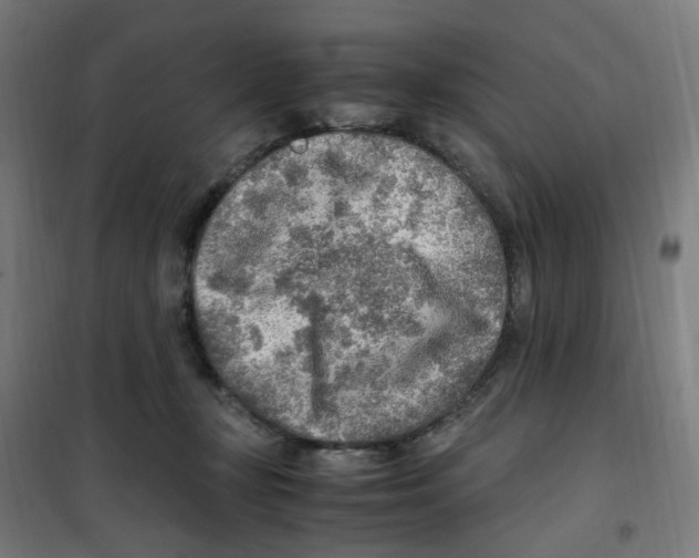 X0000100340367200807031304