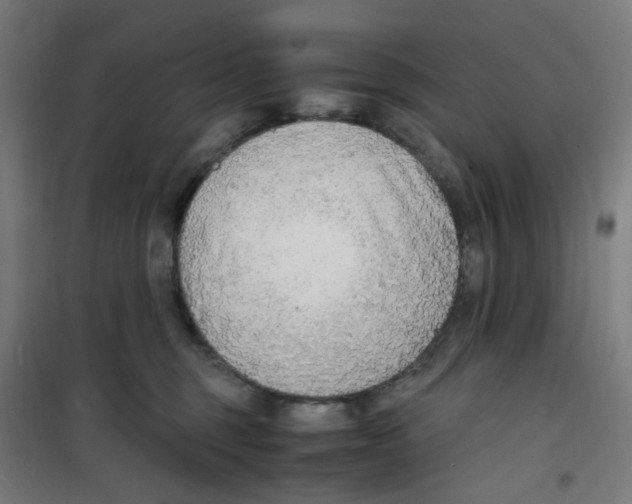 X0000100340375200807031304