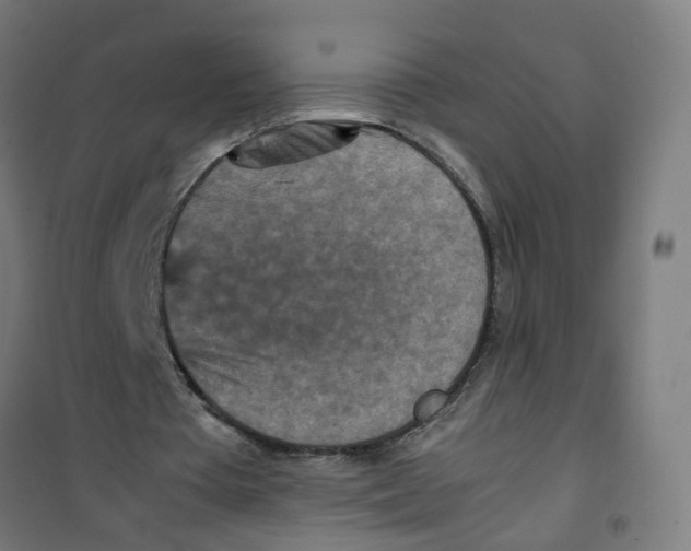 X0000100340385200807031303