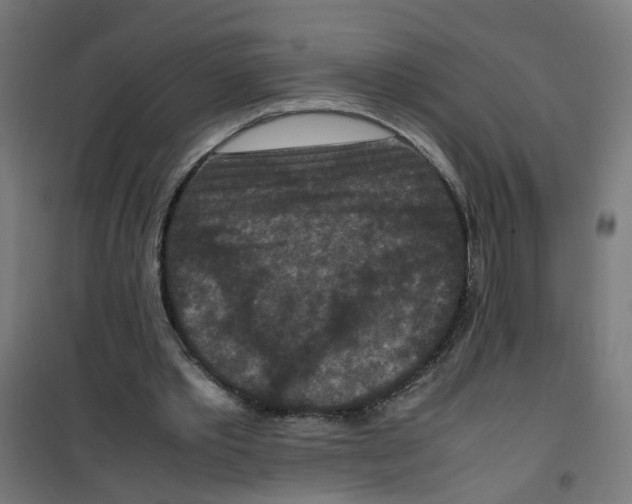 X0000100340389200807031303