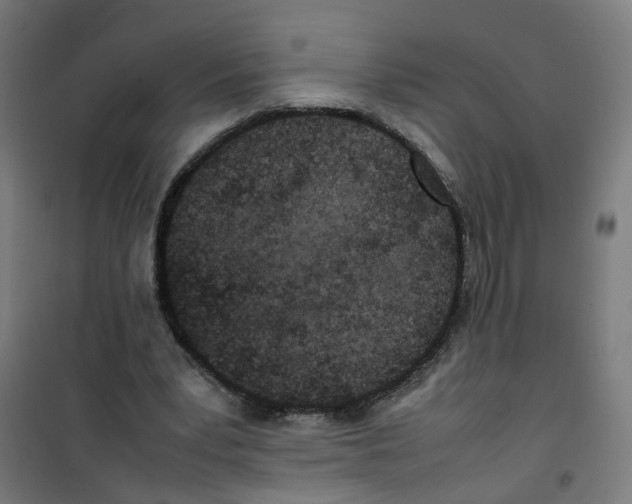 X0000100340391200807031303