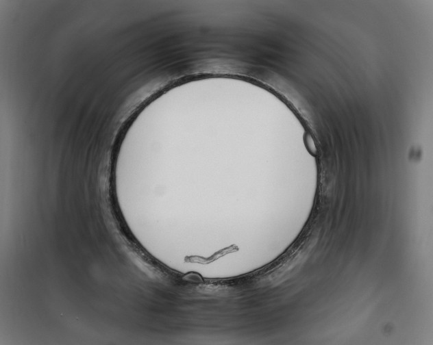 X0000100340437200807031302