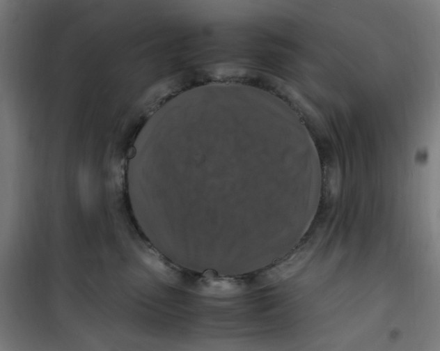 X0000100340475200807031302