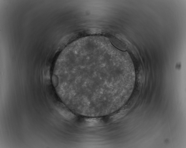 X0000100340516200807031301