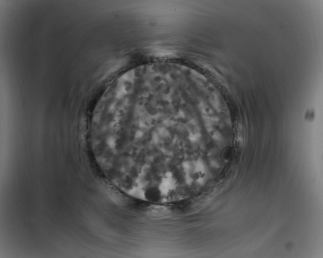 X0000100340519200807031301