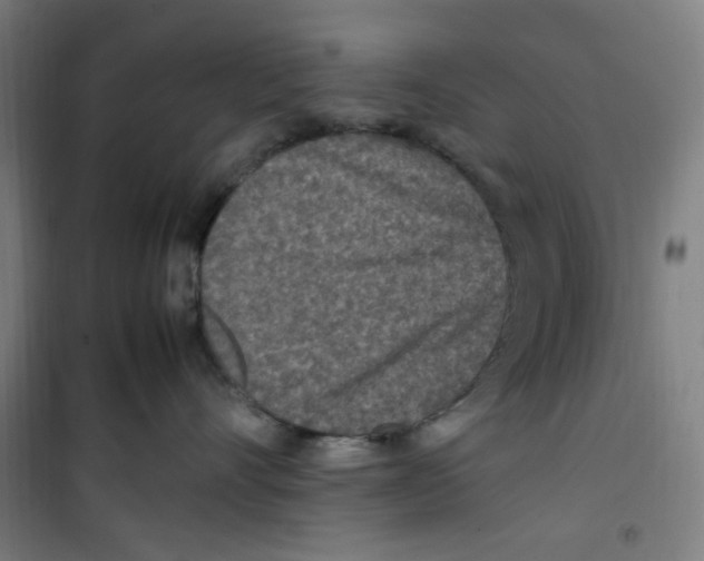 X0000100340528200807031301