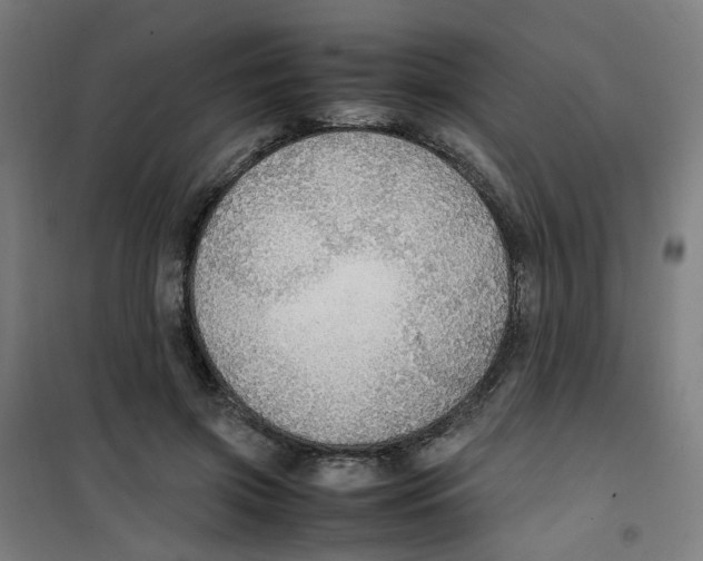 X0000100340549200807031301