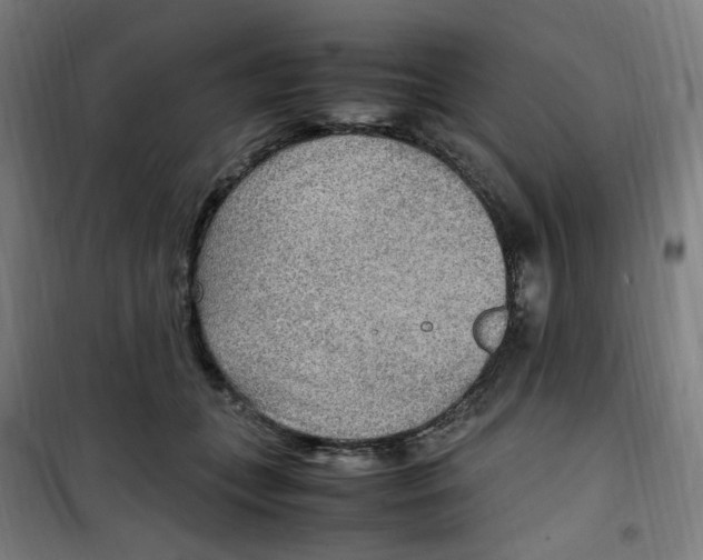 X0000100340559200807031301