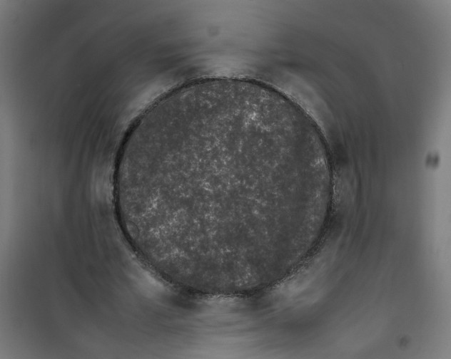 X0000100340581200807031300