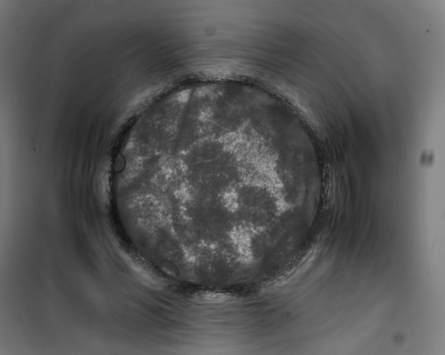 X0000100340590200807031300