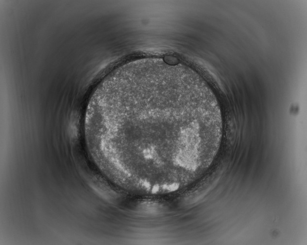 X0000100340596200807031300