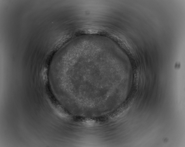 X0000100340598200807031300