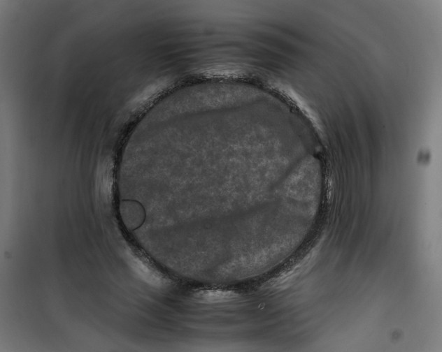 X0000100340637200807031259