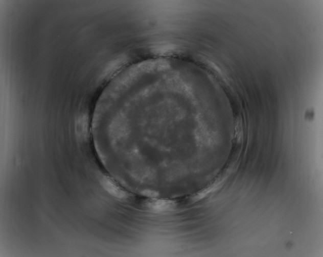 X0000100340670200807031259