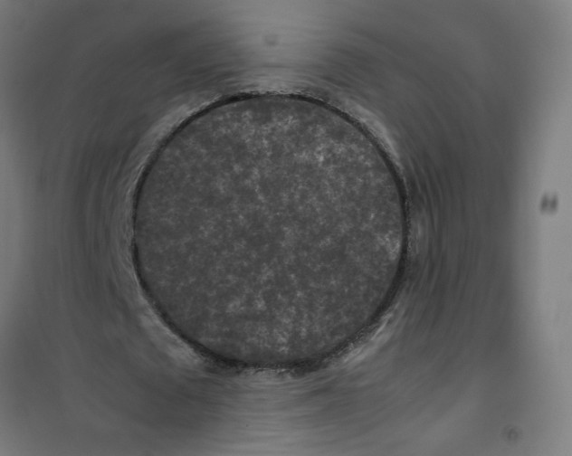 X0000100340673200807031259